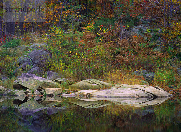 Wasser  Spiegelung  Herbst  Kanada  Laub  Ontario  Reflections