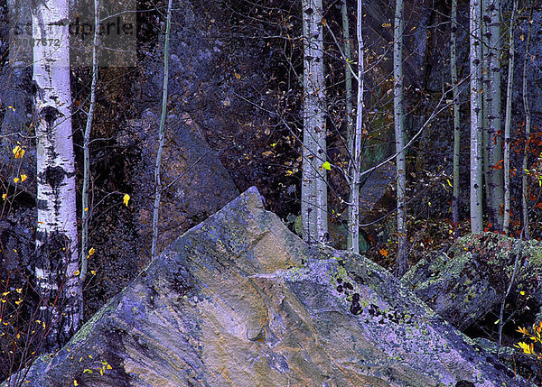 Felsbrocken  bedecken  Baum  Herbst  Kanada  Manitoba  Moos