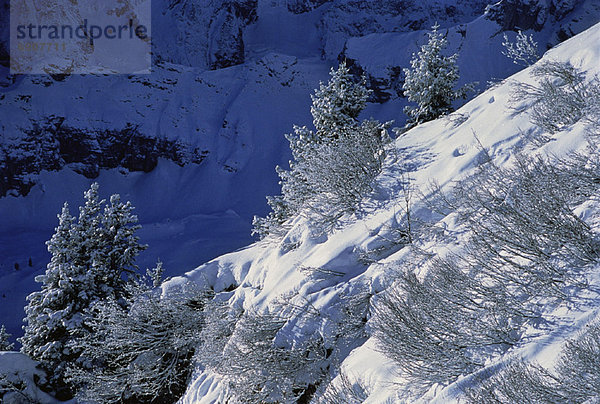 bedecken  Baum  Landschaft  Draufsicht  Schnee  Schweiz