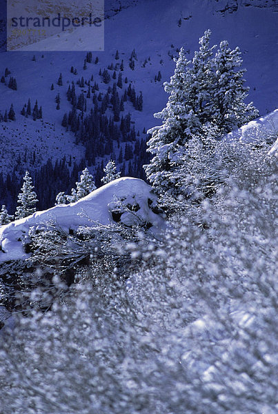 bedecken  Baum  Landschaft  Draufsicht  Schnee  Schweiz