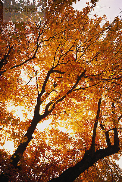 hoch  oben  sehen  Baum  Herbst
