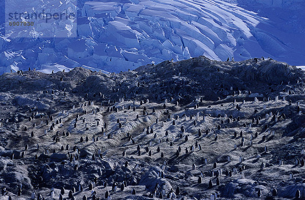 Kaiserpinguin  Aptenodytes forsteri  Landschaft  Draufsicht  Eselspinguin  Pygoscelis papua  Antarktis