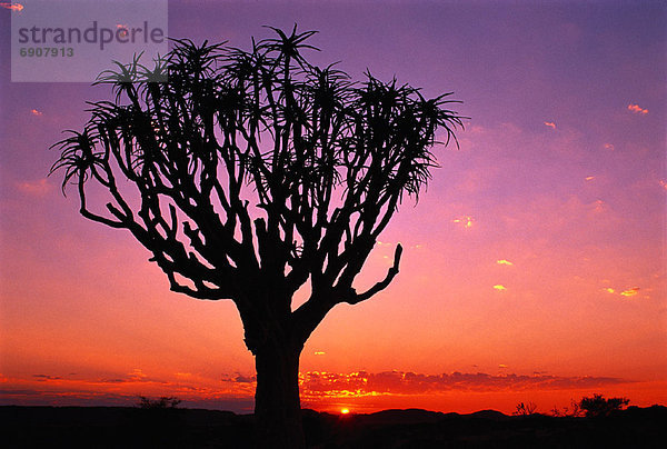 Südliches Afrika  Südafrika  Sonnenuntergang  Baum  Silhouette