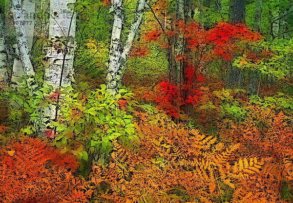 Forest with Autumn Colors  Near Herbert River  Nova Scotia Canada