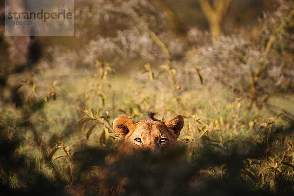 Löwe  Panthera leo  Feld  groß  großes  großer  große  großen  Gras  Afrika  Kenia