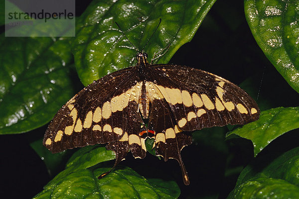 Close-up Schmetterling