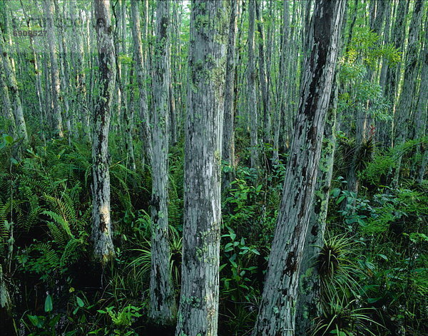 Vereinigte Staaten von Amerika  USA  Baum  Korkenzieher  Heiligtum  Sumpf