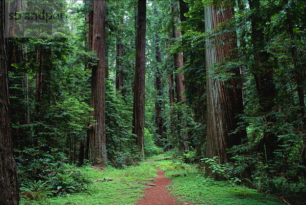 Vereinigte Staaten von Amerika  USA  Humboldt Redwoods State Park  Kalifornien
