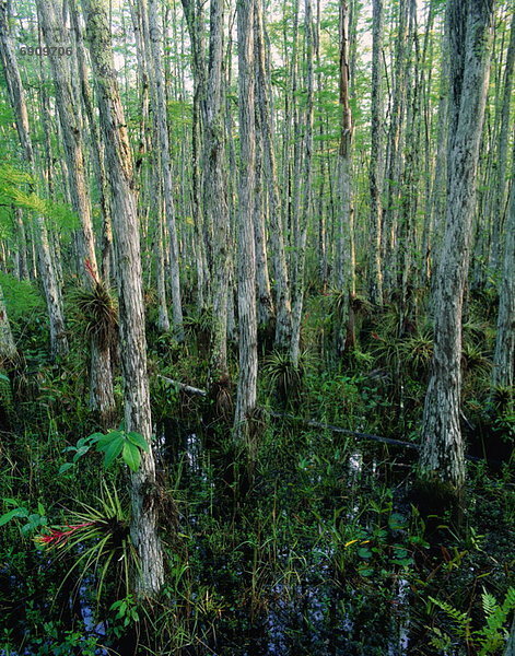 Vereinigte Staaten von Amerika  USA  Corkscrew Swamp Sanctuary