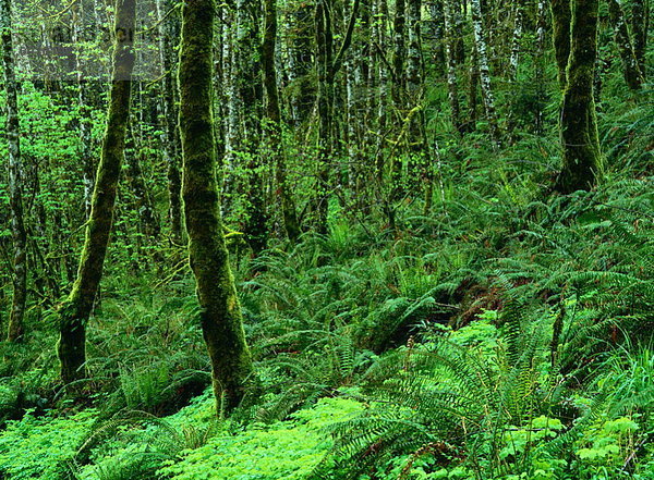Vereinigte Staaten von Amerika  USA  Oregon  Regenwald