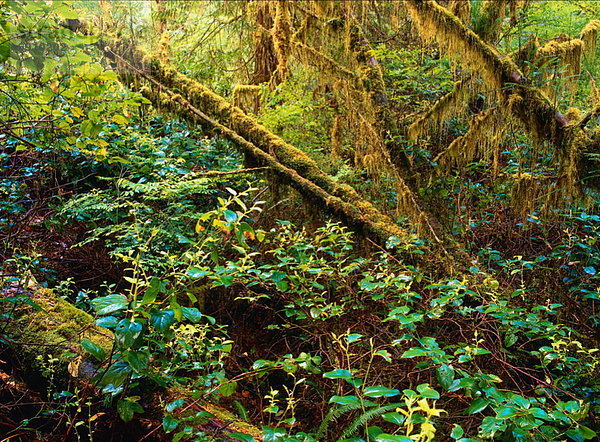 Kanada Regenwald Vancouver Island