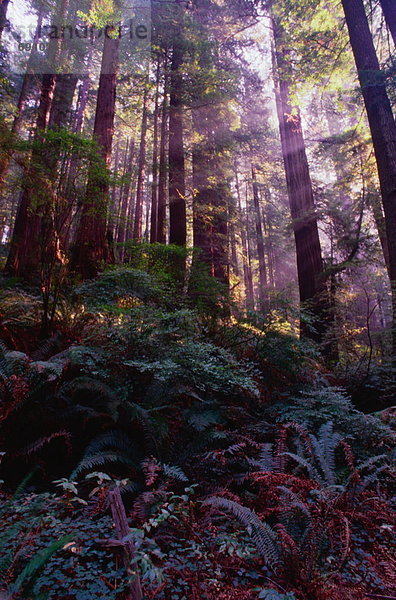 Redwood Forest  Kalifornien  USA