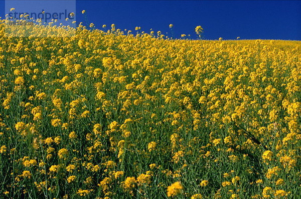 Rapsfeld  Alberta  Kanada