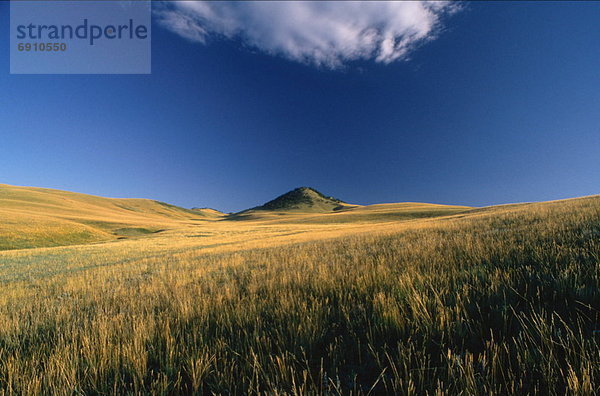 Feld  Alberta  Kanada