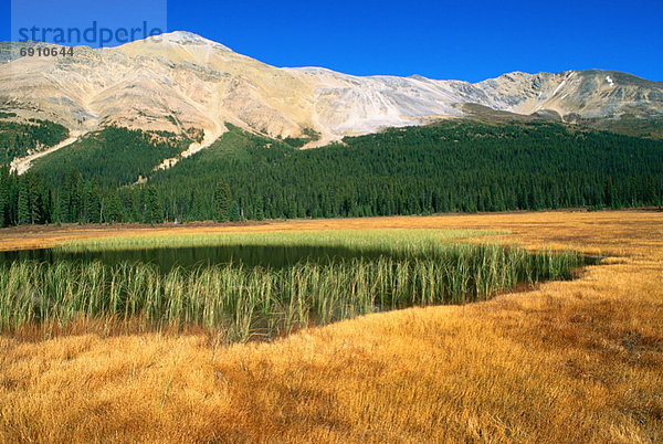 Sumpf  Banff Nationalpark  Alberta  Kanada