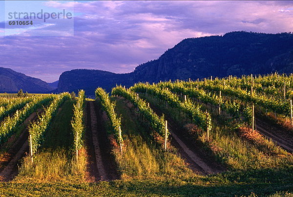 British Columbia  Kanada  Weinberg