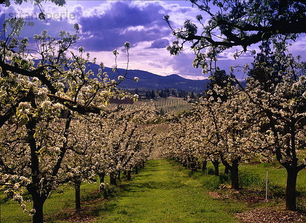 Vereinigte Staaten von Amerika  USA  Apfelgarten  Oregon