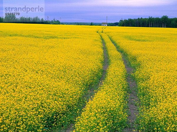 Alberta  Kanada