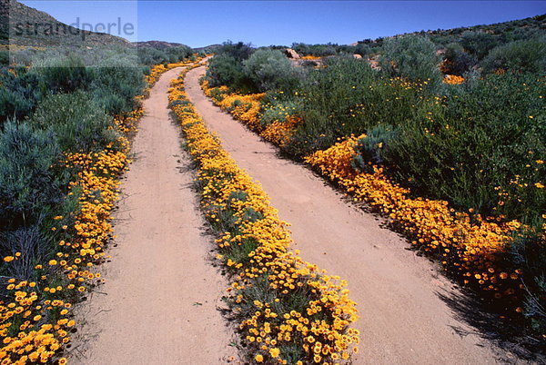 Südliches Afrika  Südafrika  Namaqualand