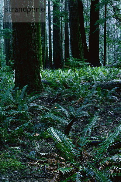 Regenwald  Cathedral Grove  British Columbia  Kanada  Vancouver Island