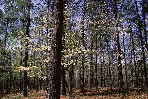 Vereinigte Staaten von Amerika  USA  nahe  Baum  Kiefer  Pinus sylvestris  Kiefern  Föhren  Pinie  Birmingham  Asiatischer Blüten-Hartriegel  Cornus kousa  Alabama