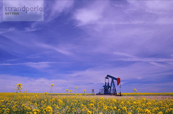 Feld  Saskatchewan  Kanada  Canola  Öl  Pumpe