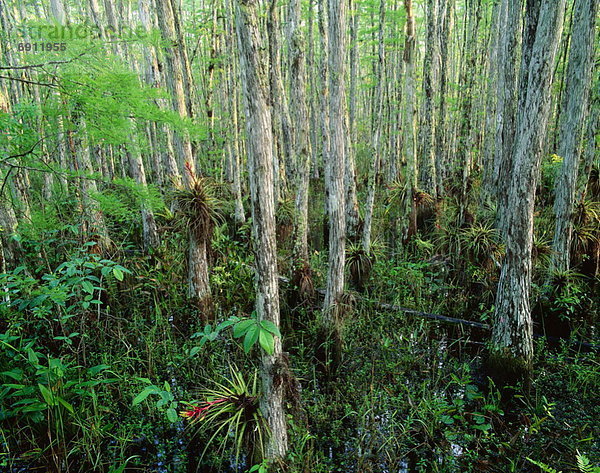 Vereinigte Staaten von Amerika USA Corkscrew Swamp Sanctuary