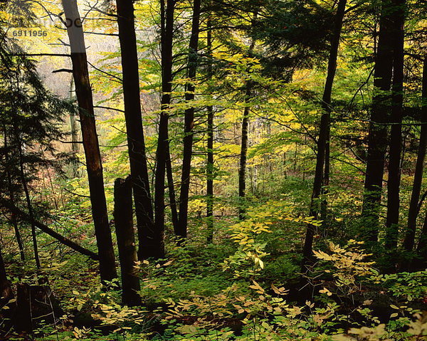 Wald  Kanada  Ontario