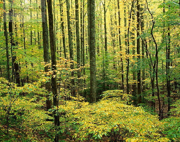 Vereinigte Staaten von Amerika  USA  Wald  Great Smoky Mountains Nationalpark  Tennessee