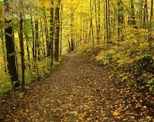 Wald  Kanada  Ontario  Scarborough