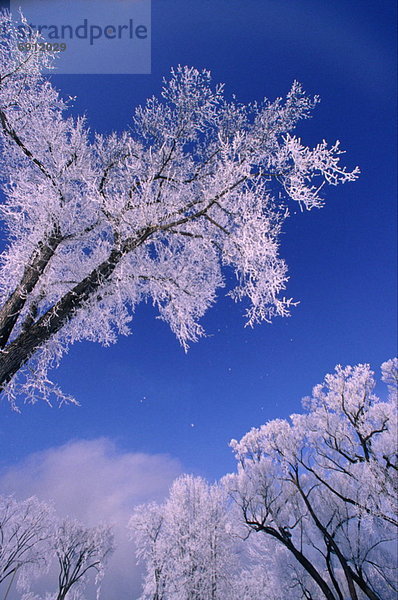 Hoar Frost