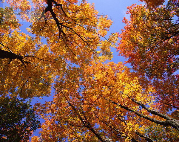 Herbst  Gatineau Park  Kanada  Quebec