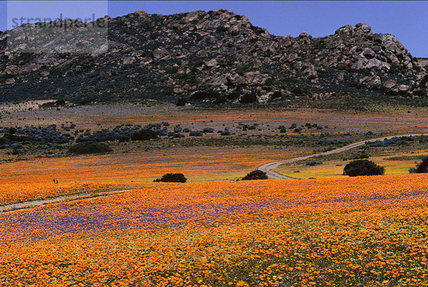 Südliches Afrika  Südafrika  Blume  Namaqualand