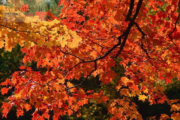 Baum Kanada New Brunswick Neubraunschweig