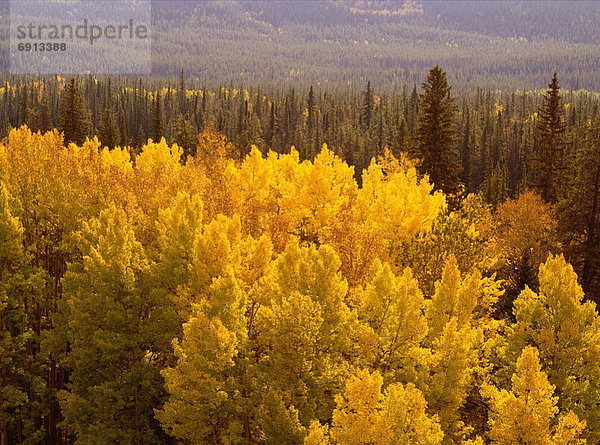 Herbst  Jasper Nationalpark  Alberta  Kanada