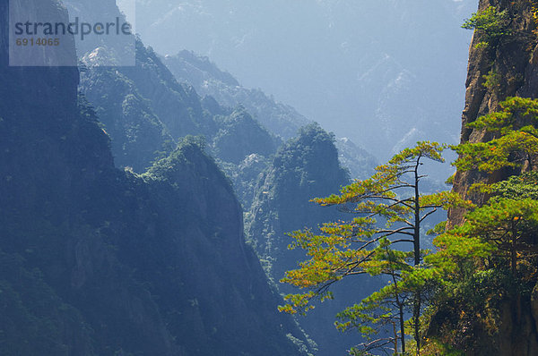 Kiefer  Pinus sylvestris  Kiefern  Föhren  Pinie  China  Anhui