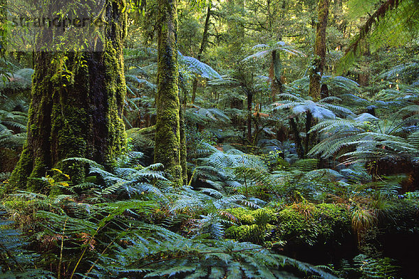 Neuseeland  Regenwald