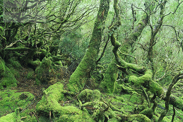 Tasmanien  Gemäßigter Regenwald