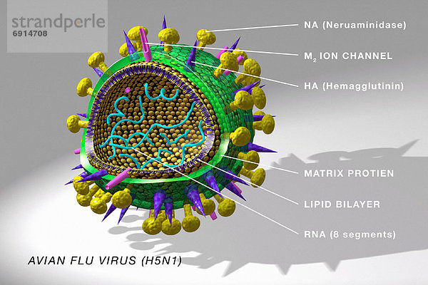 Grippe  Virus  Vogel  Diagramm