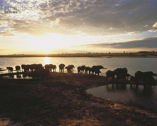 Sonnenuntergang  Herde  Herdentier  Fluss  Elefant  Bank  Kreditinstitut  Banken  Botswana