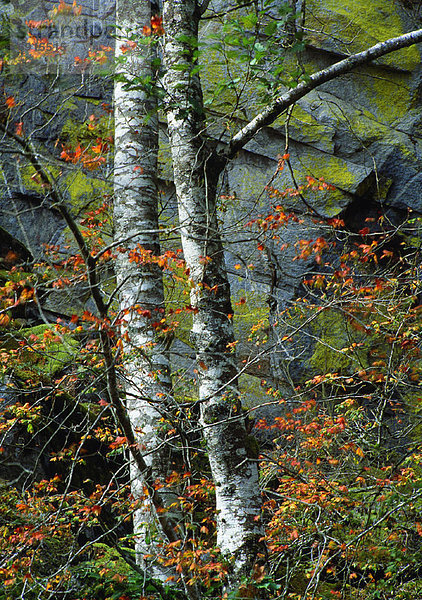 Espe  Populus tremula  Felsbrocken  bedecken  Baum  Herbst  British Columbia  Kanada  Moos