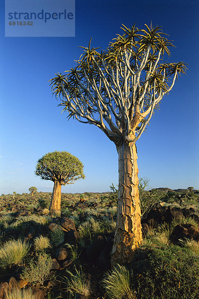 Köcherbaum  Aloe Dichotoma  Namibia  Afrika
