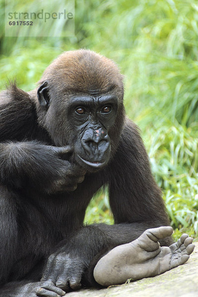 Portrait  Gorilla