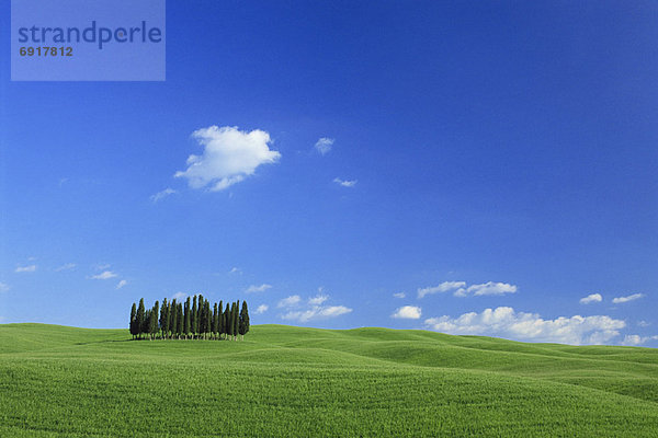 Baum  Feld  Hain  Italien  Toskana