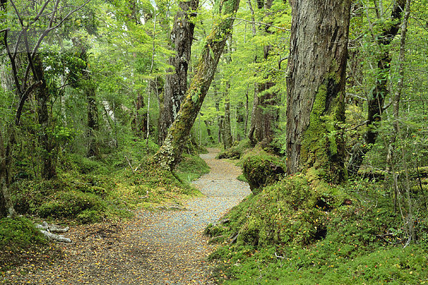 neuseeländische Südinsel  Fiordland National Park  Neuseeland