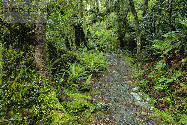 neuseeländische Südinsel  Fiordland National Park  Neuseeland