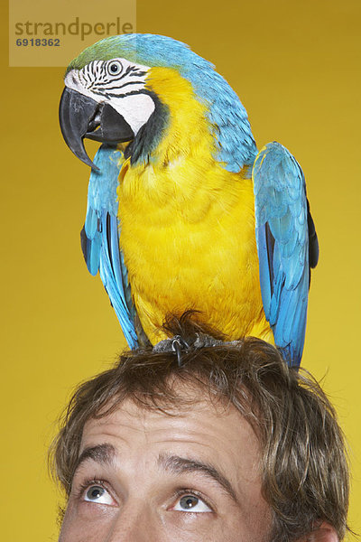 Portrait  Mann  Papagei