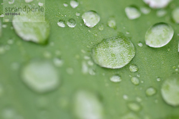 Wasser  Pflanzenblatt  Pflanzenblätter  Blatt  heraustropfen  tropfen  undicht