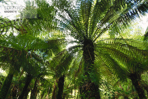 Victoria  Australien  Regenwald