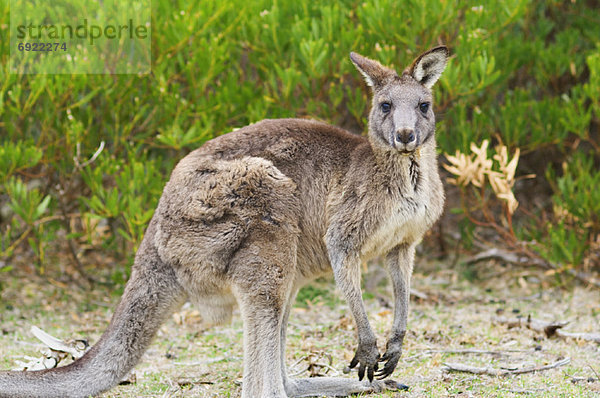 Victoria  Australien